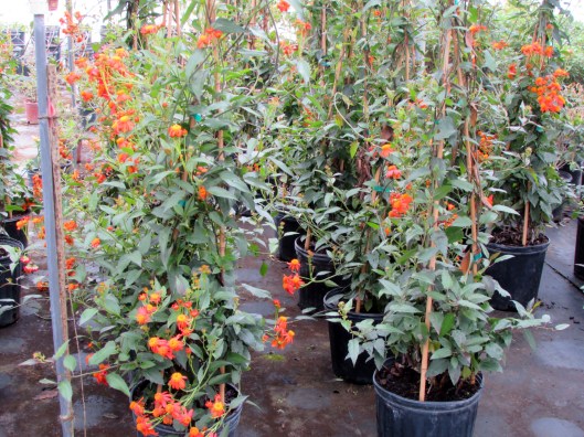 Mexican Flame vine in bloom.