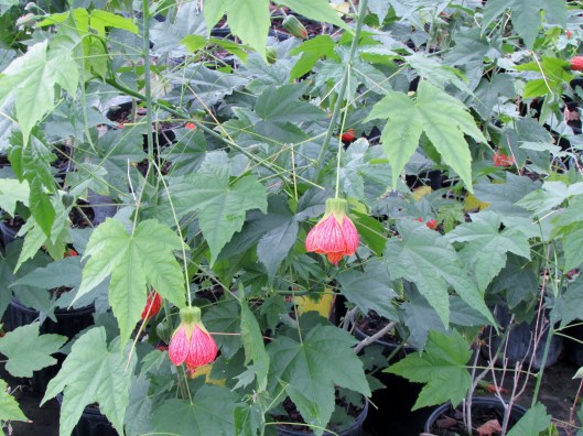 Flowering Maple Abutilon 'Magic Lantern'