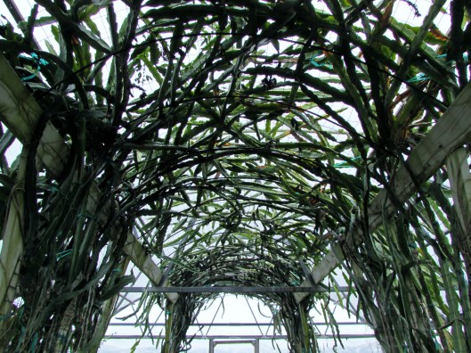 Cactus arch at Treesearch Farm