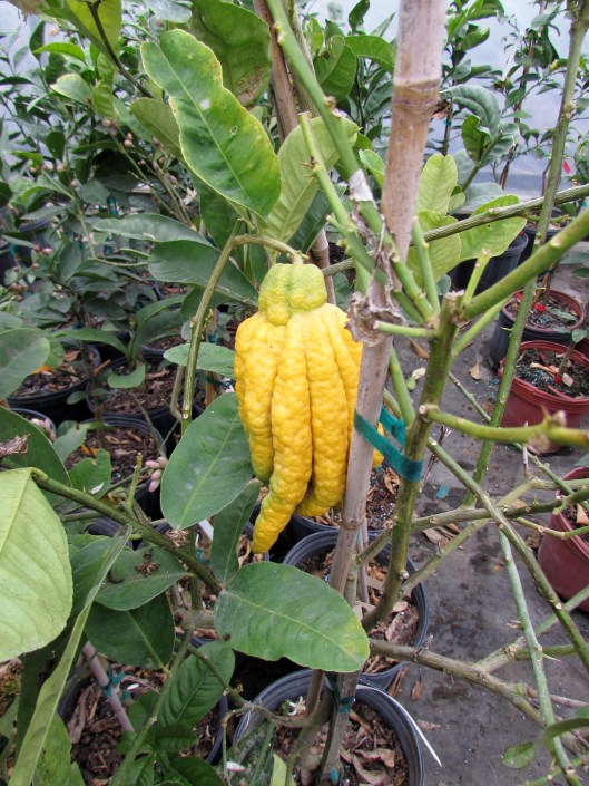 Buddha's Hand Citron tree.
