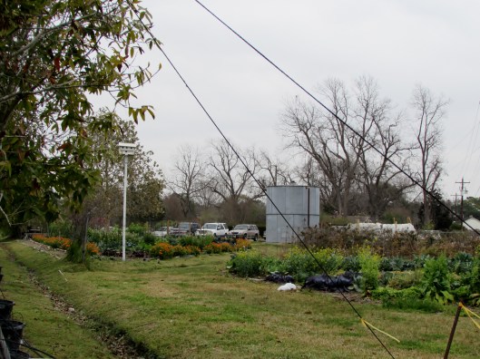 Treesearch Farm veg garden