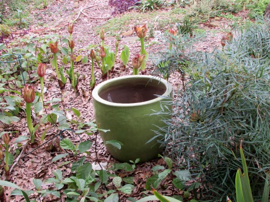 Flaming Torch Scadoxus