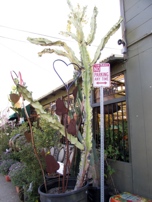 This cacti has its own sign!