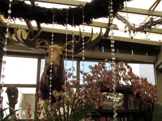 All you gardeners with greenhouses, I think you need a Moose head. 