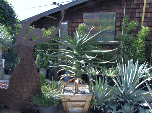 Cacti and outdoor paintings a great combination. 