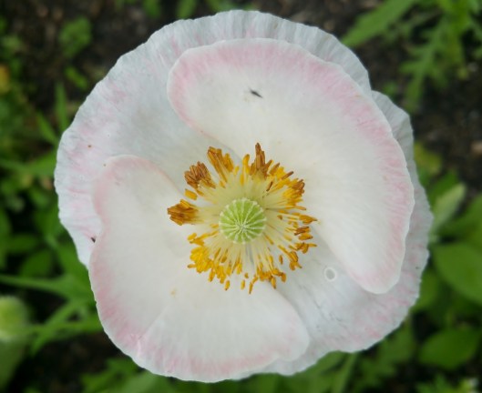 Pale pink poppy 