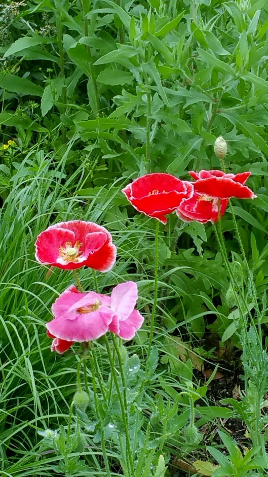 Poppy flowers