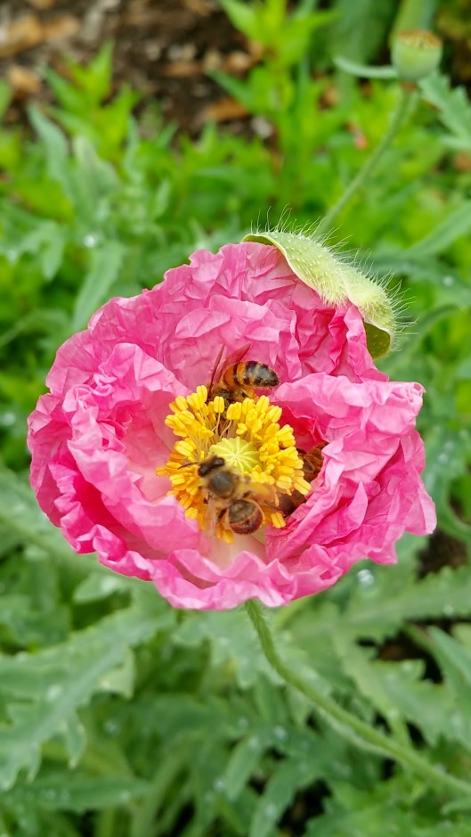 This flower must have been tasty! 