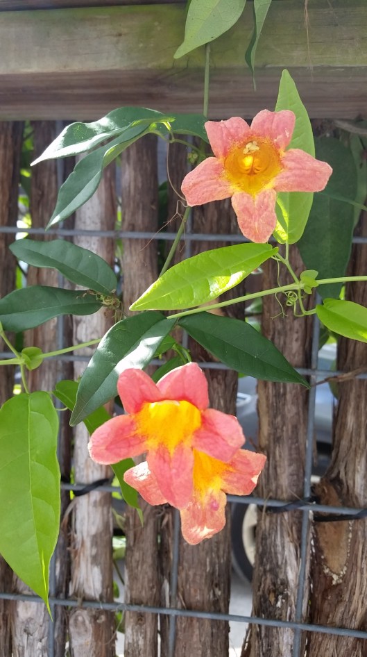 Tangerine Crossvine 
