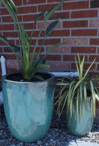 Pottery from Joshua's Native Plants