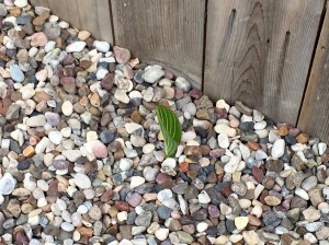 Canna 'Bengal Tiger'