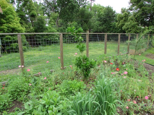flowers in the bee garden in the Heights 