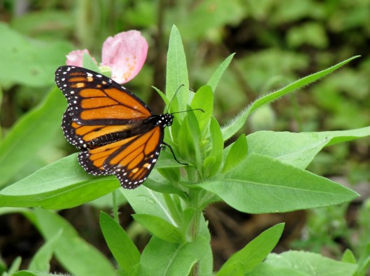 Monarch in garden