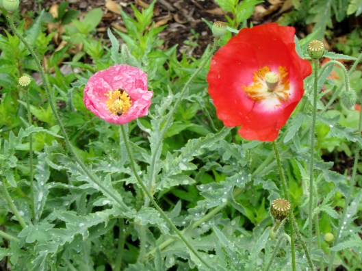 Pink and red poppy