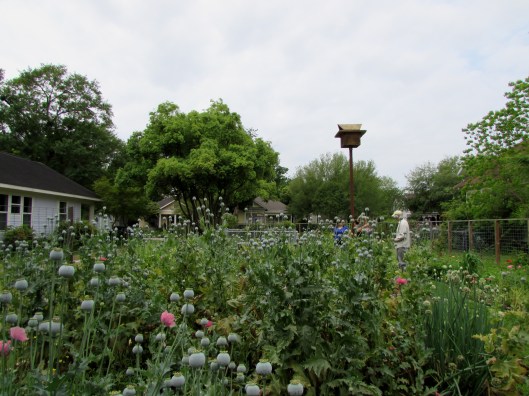 Tour of bee habitat in Houston Heights