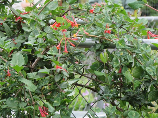 Coral honeysuckle is planted on the fencing around the hives. 