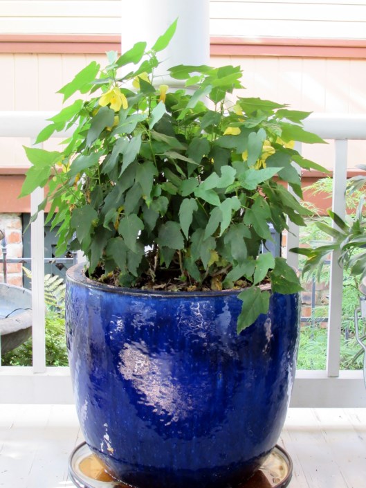 Yellow Abutilon in Blue pot