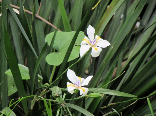 Danny's Dwarf Butterfly iris