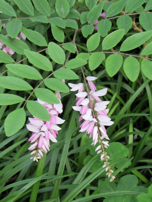 Chinese Indigo Indigofera kirilowii