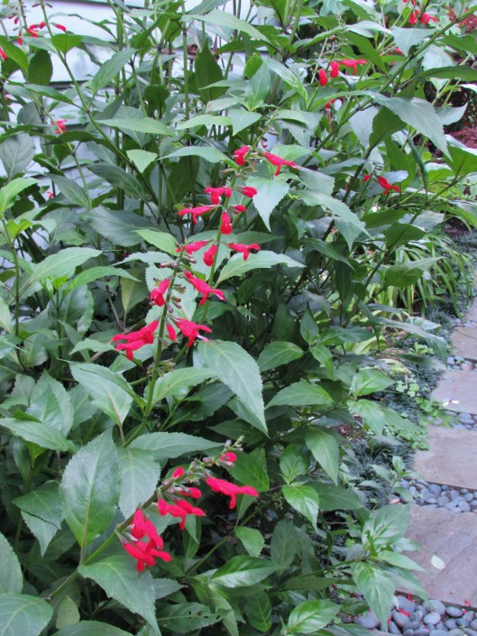 Salvia miniata 'Belize' Sage