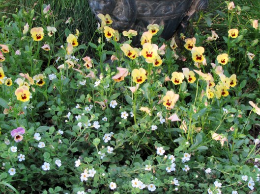 Bacopa Scopia Great White 