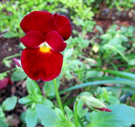 Red Pansy