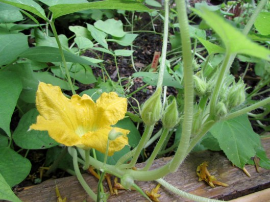 Jeff River Law garden Houston Texas