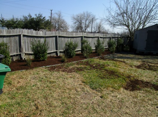 Noise barrier using Wax Myrtle