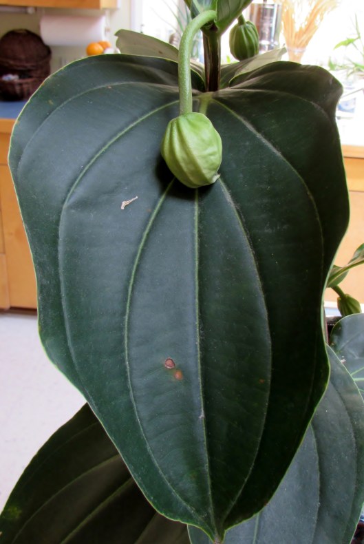 Philippine Orchid, Medinilla magnifica