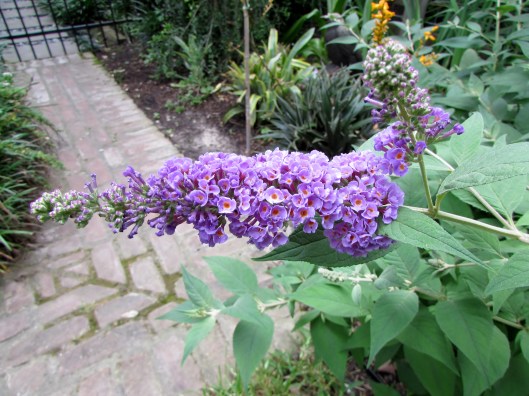 Blue Chip buddleia 
