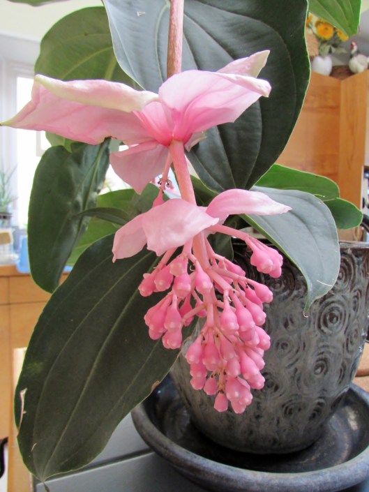 Philippine Orchid, Medinilla magnifica