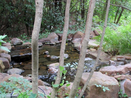IMG_8825Wildlife Sanctuary in River Oaks 