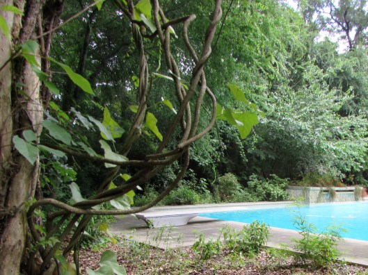 IMG_8835Wildlife Sanctuary in River Oaks 