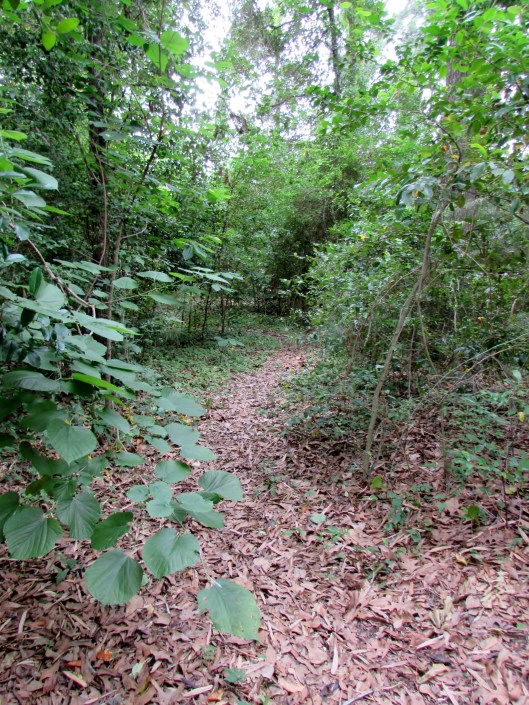 IMG_8836Wildlife Sanctuary in River Oaks 