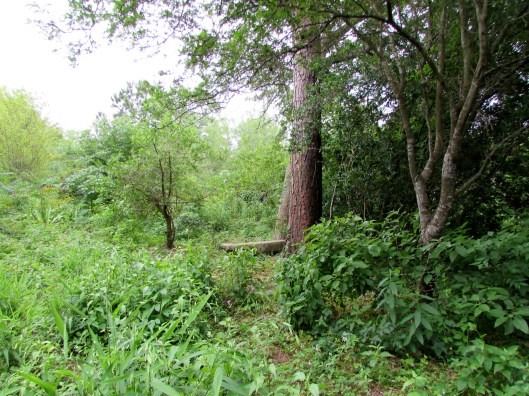 IMG_8847Wildlife Sanctuary in River Oaks 