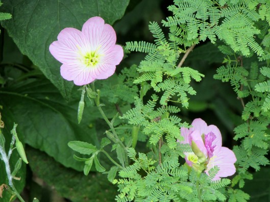 Oenothera speciosa Oenothera speciosa Nutt. Pink evening primrose, Showy evening primrose, Mexican evening primrose, Showy primrose, Pink ladies, Buttercups, Pink buttercups Onagraceae (Evening-Primrose Family)