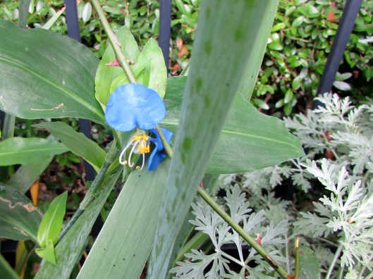 Commelina cyanea