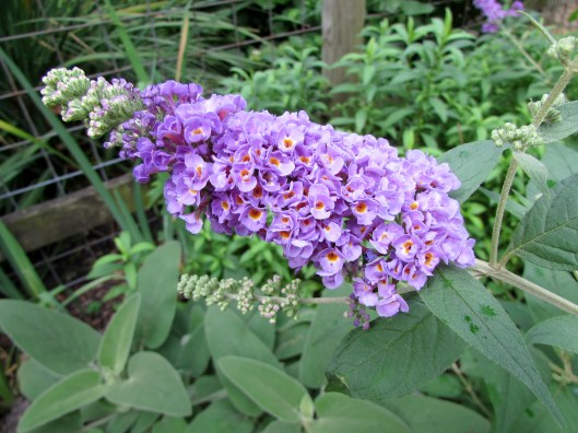Blue Chip buddleia
