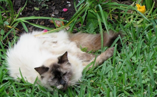 Cat with squash blossom, Viola at Ravenscourt Gardens