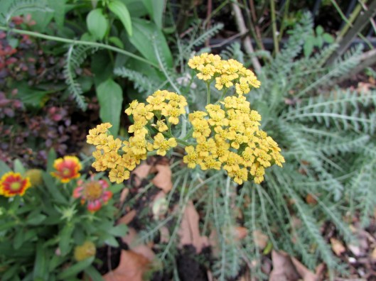 Terra Cotta Common Yarrow Achillea millefolium 'Terra Cotta'