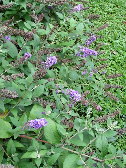 Blue Chip' - Butterfly Bush is still blooming and will continue through most of the summer. 