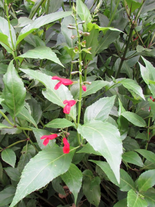 Belize Sage, Smooth-leaf Sage Salvia miniata. I find this one very hard to photograph. It is right out my office window and attracts lots of pollinators. 