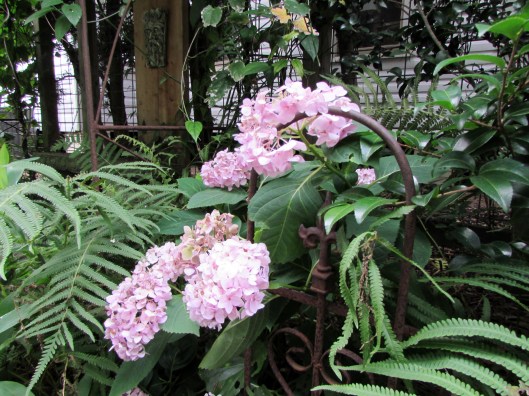 Hydrangeas that lived in a pot on the porch for years and finally got planted. They are super happy!