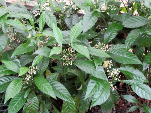 Psychotria nervosa 'Little Psycho™' a dwarf coffee plant.