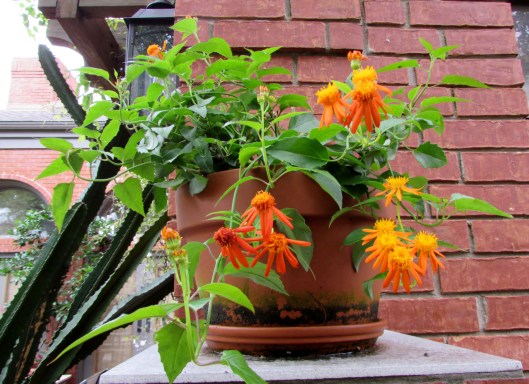 Garden Conservancy Open Days Houston 2015