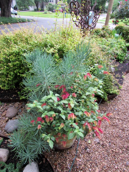  Senecio cylindricus (Narrow-Leaf Chalksticks