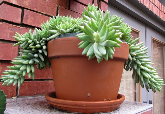 Burros Tail, sedum morganianum
