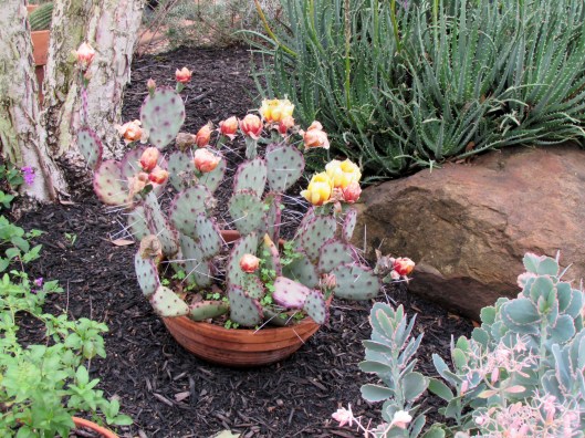 Santa Rita Prickly Pear Opuntia santa-rita