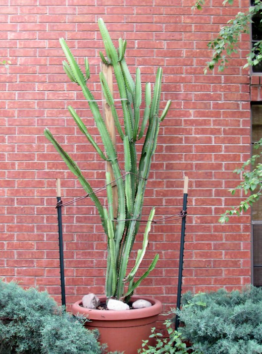 Garden Conservancy Open Days Houston 2015