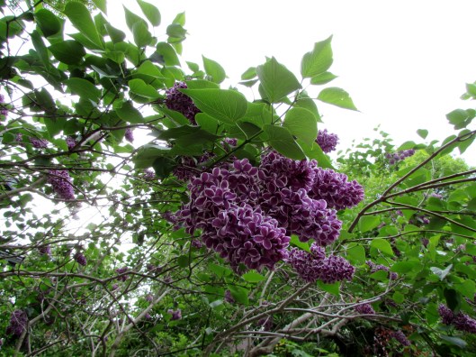 Variegated Lilac 